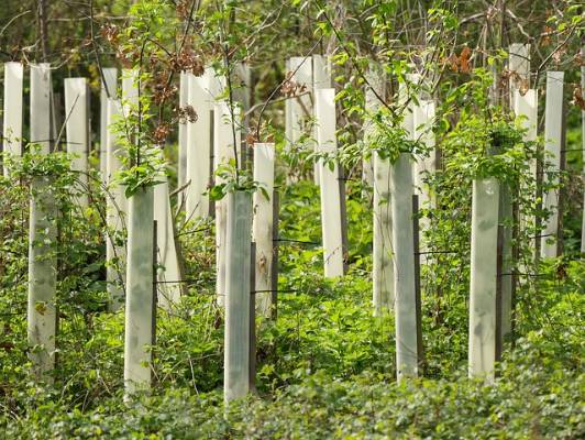 monikap-trees-2206090_640