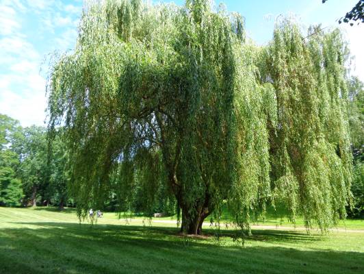 Wallanlagen3 Baum